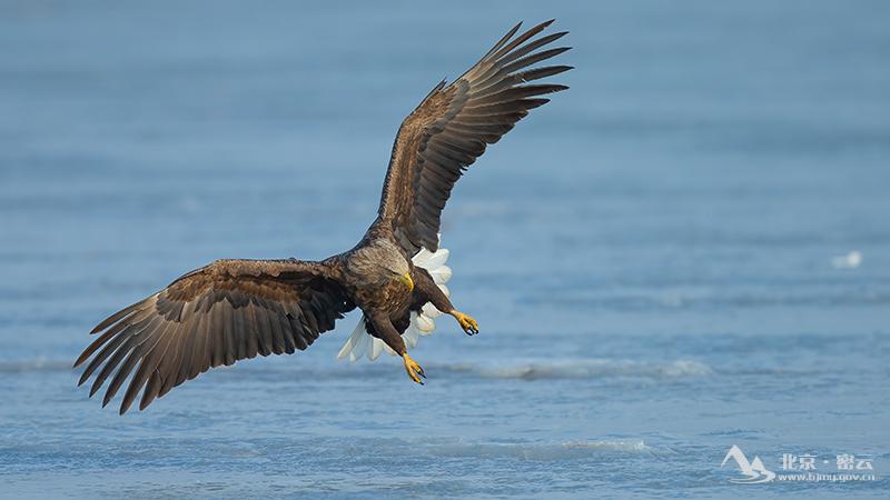 宋会强----白尾海雕fe013842bd95059465833c0d70a2113.jpg