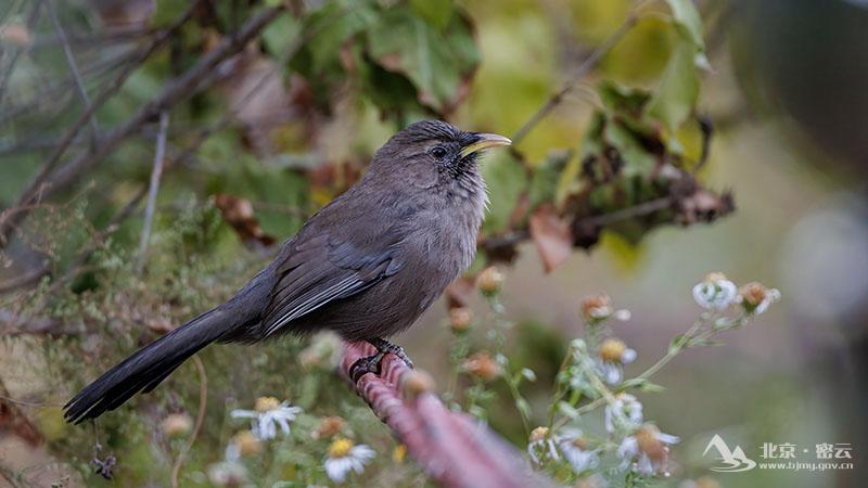 山噪鹛-宋会强 (2).jpg