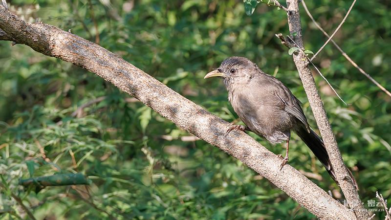山噪鹛-宋会强 -800.jpg