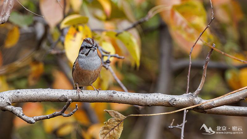戈氏岩鹀+宋会强 -800.jpg