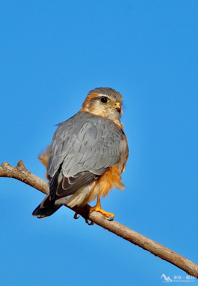 灰背隼雄鸟+董柏-800.jpg