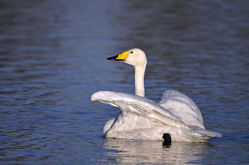 宛转临流意欲飞