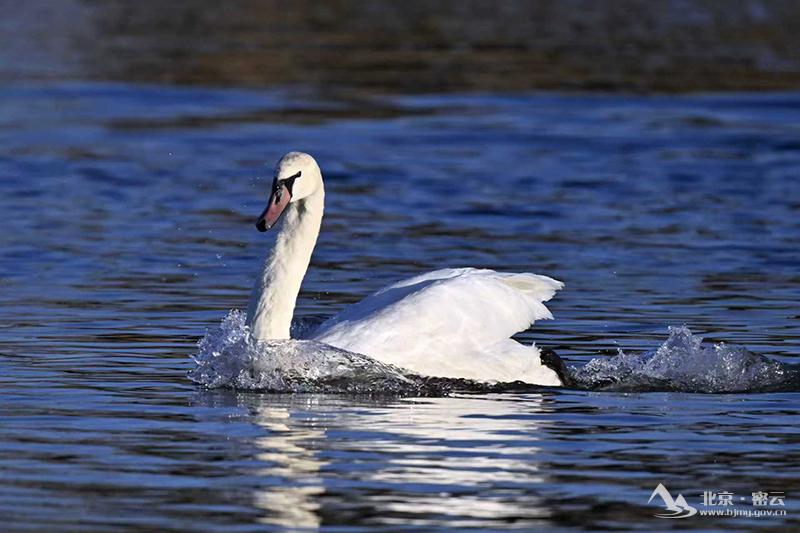 野云溪雪乱光辉