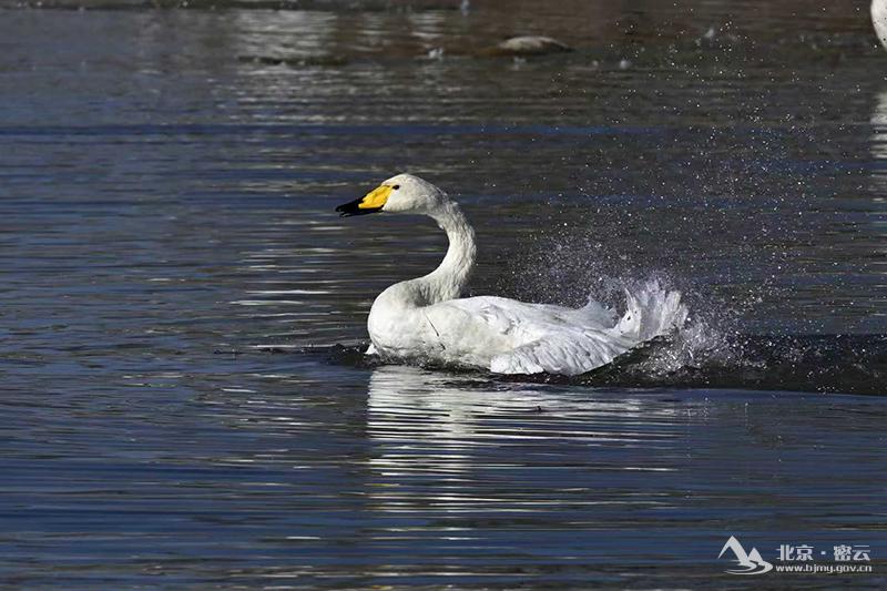 银羽翻飞水花舞