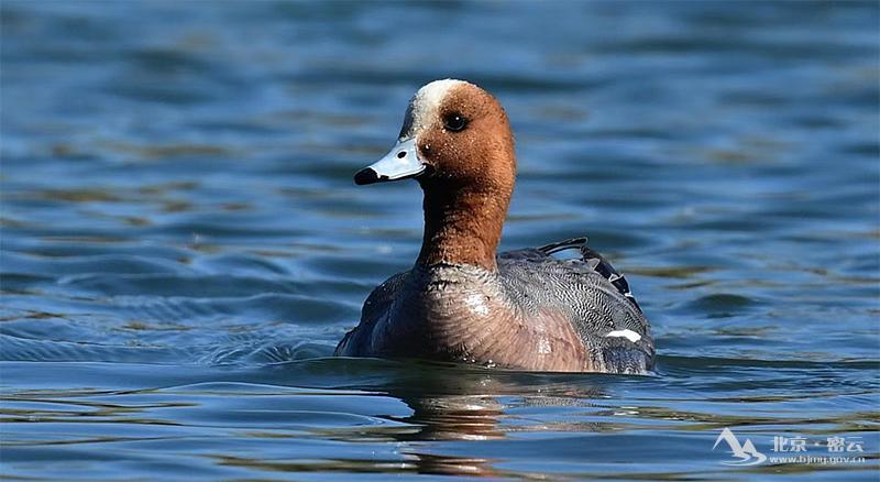 赤颈鸭（雄鸟）