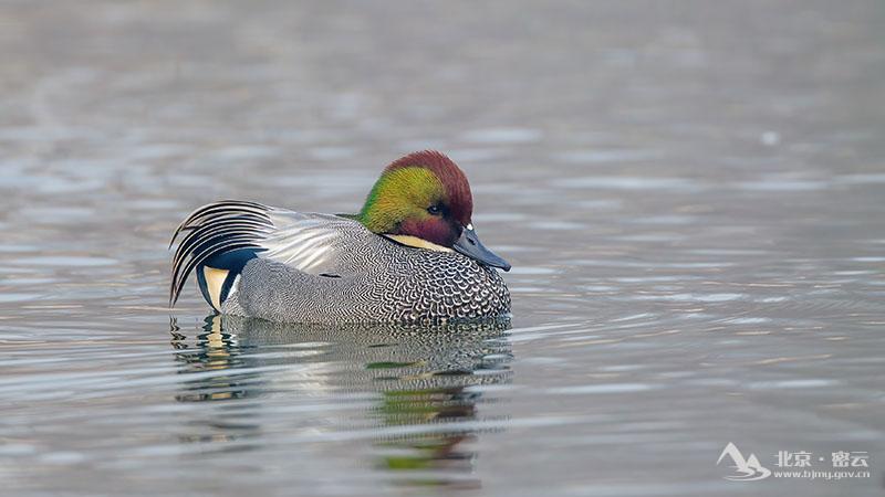 罗纹鸭（雄鸟）