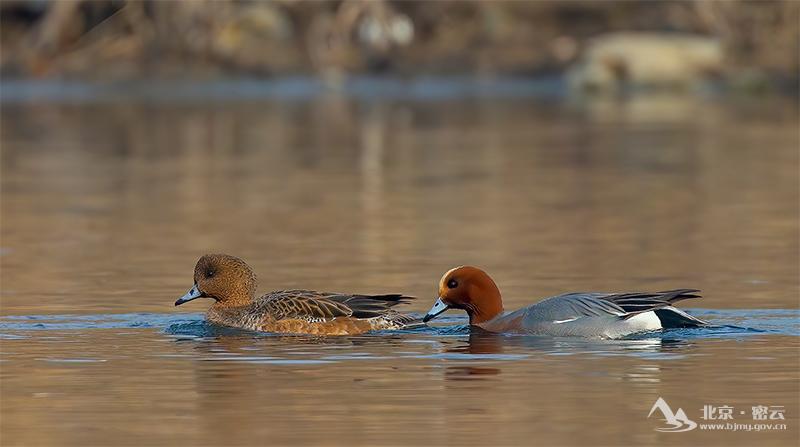 赤颈鸭（雌鸟、雄鸟）